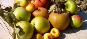 Scopri di più sull'articolo la riscoperta dei frutti antichi