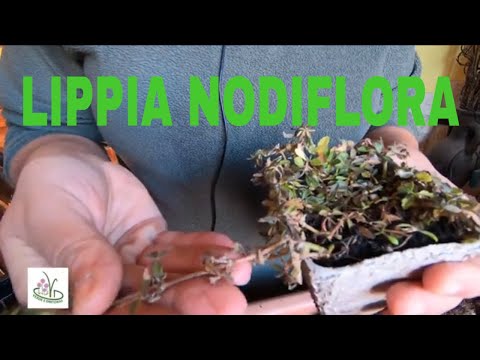 Scopri di più sull'articolo PIANTA DI LIPPIA NODIFLORA