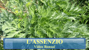 Scopri di più sull'articolo ASSENZIO (Artemisia Absinthium)
