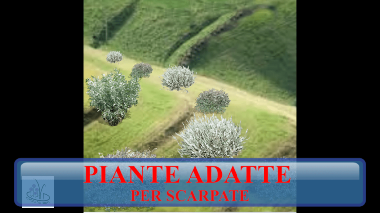 Scopri di più sull'articolo PIANTE PER SCARPATE